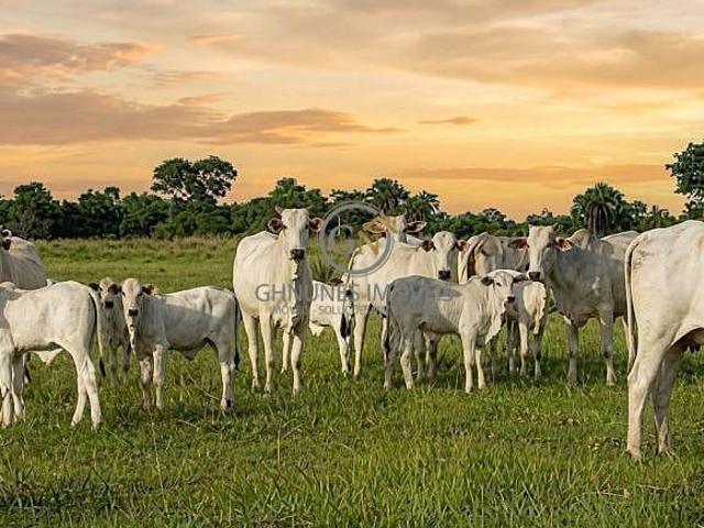 Sítio e chácara venda em Região Geográfica Imediata de Cuiabá, Região Metropolitana do Vale do Rio Cuiabá