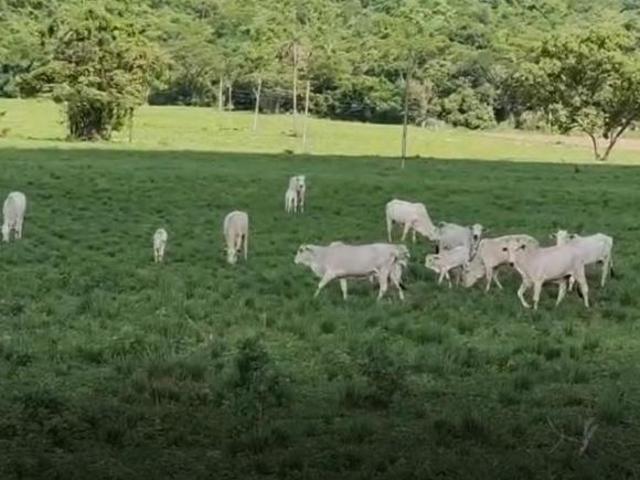 Sítio e chácara venda em Região Geográfica Imediata de Divinópolis, Pitangui