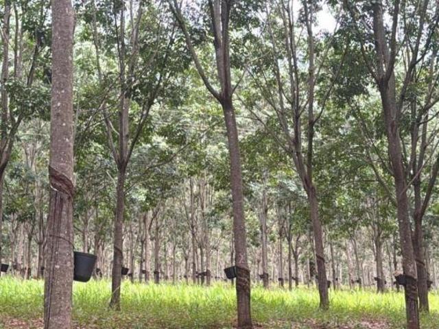 Sítio e chácara venda em Região Geográfica Imediata de Uberlândia, Campina Verde