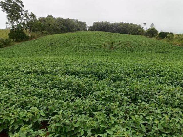 Sítio e chácara venda em Pilar do Sul