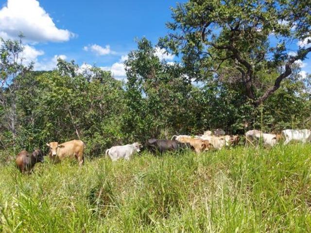 Sítio e chácara venda em Corinto, Região Geográfica Intermediária de Belo Horizonte