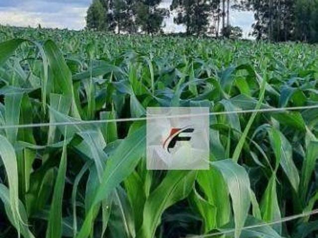 Sítio e chácara venda em Região Geográfica Imediata de Ivaiporã, Manoel Ribas
