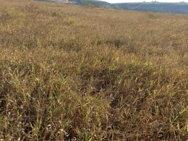 Sítio e chácara venda em Região Imediata de São Carlos, Itirapina
