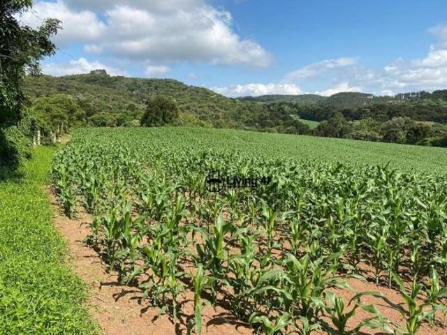 Sítio e chácara venda em Região Geográfica Imediata de Ponta Grossa, Castro