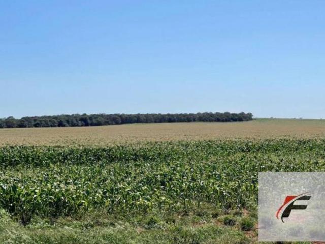 Sítio e chácara venda em Região Geográfica Imediata de Santo Antônio da Platina, Jacarezinho