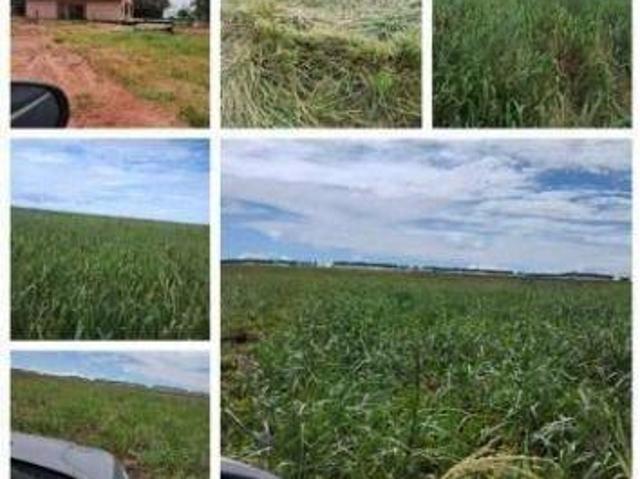 Sítio e chácara venda em Região Geográfica Imediata de Tangará da Serra, Sapezal