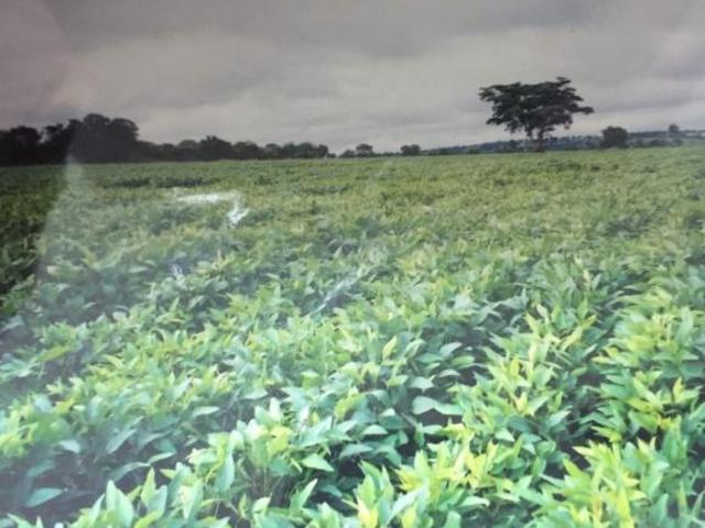 Sítio e chácara venda em Região Geográfica Imediata de Ituiutaba, Ituiutaba