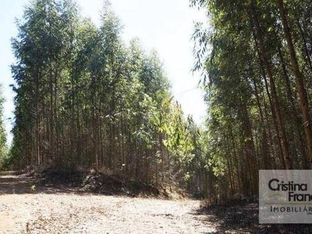 Sítio e chácara venda em Região Imediata de Itapeva, Guapiara