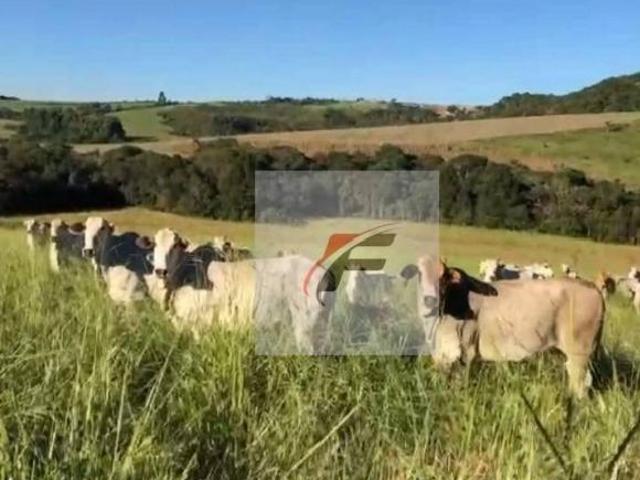 Sítio e chácara venda em Região Geográfica Imediata de Irati, Irati
