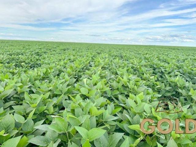 Sítio e chácara venda em Região Geográfica Imediata de Campo Mourão, Campina da Lagoa