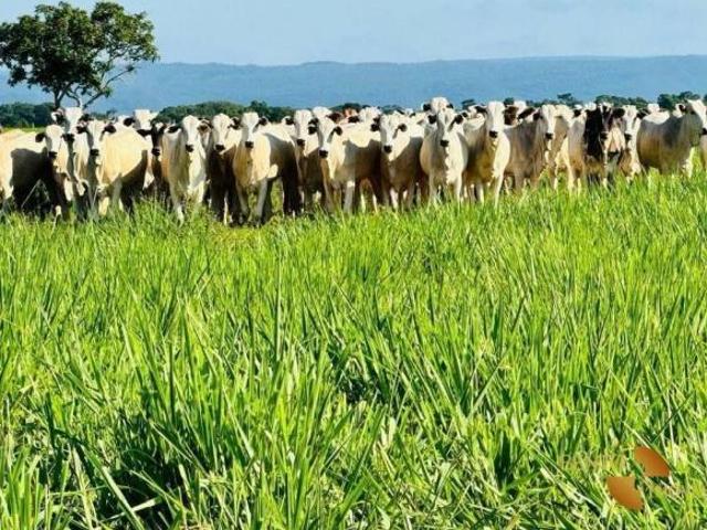 Sítio e chácara venda em Região Geográfica Imediata de Cuiabá, Jangada