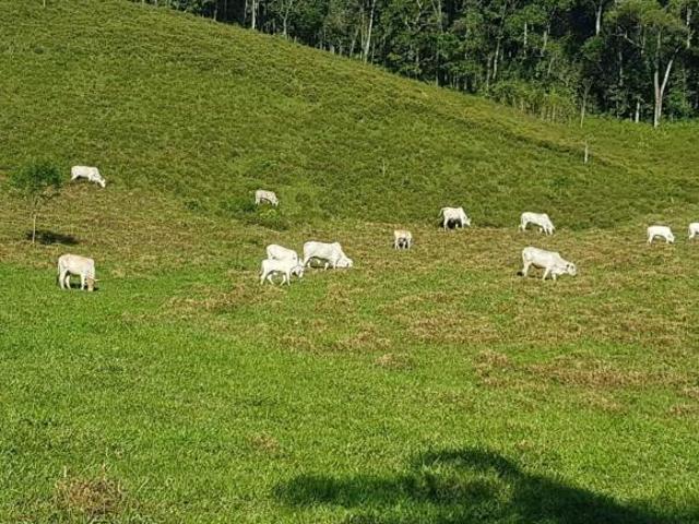 Sítio e chácara venda em Região Imediata de Registro, Iporanga