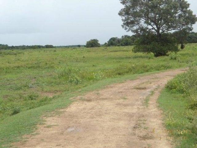 Sítio e chácara venda em Região Geográfica Imediata de Cuiabá, Poconé
