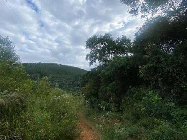 Sítio e chácara venda em Bom Jesus, Campo Largo