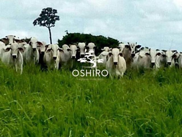 Sítio e chácara venda em Região Geográfica Imediata de Água Boa, Cocalinho
