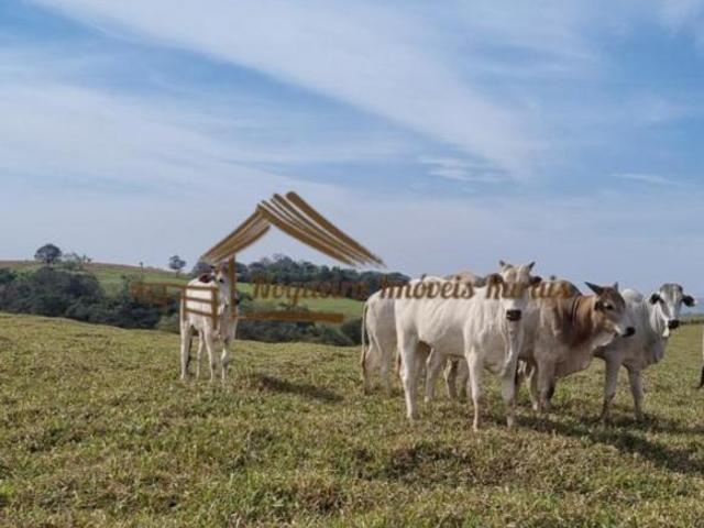 Sítio e chácara venda em Região Geográfica Imediata de Cornélio Procópio-Bandeirantes, Bandeirantes