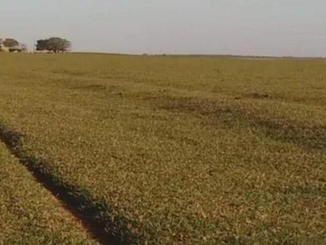 Sítio e chácara venda em Coronel Sapucaia, Mato Grosso do Sul