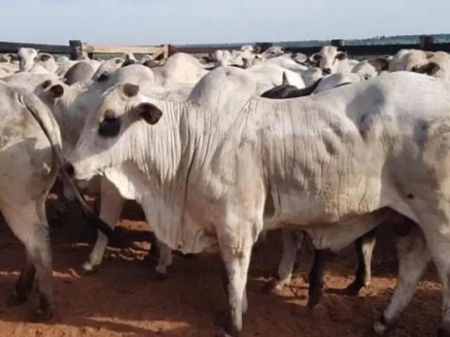 Fazenda venda em Região Geográfica Imediata de Gurupi, Araguaçu