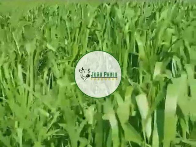 Sítio e chácara venda em Região Geográfica Imediata de Unaí, Arinos