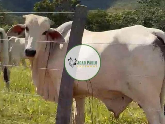 Sítio e chácara venda em Região Geográfica Imediata de Unaí, Região Integrada de Desenvolvimento do Distrito Federal e Entorno