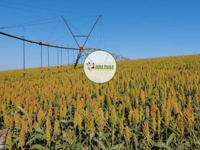 Sítio e chácara venda em Região Geográfica Imediata de Catalão, Campo Alegre de Goiás