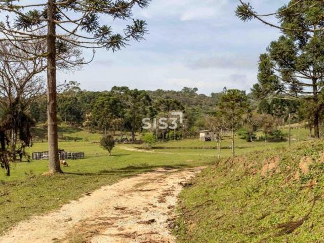 Sítio e chácara venda em Região Geográfica Imediata de Curitiba, Região Metropolitana de Curitiba