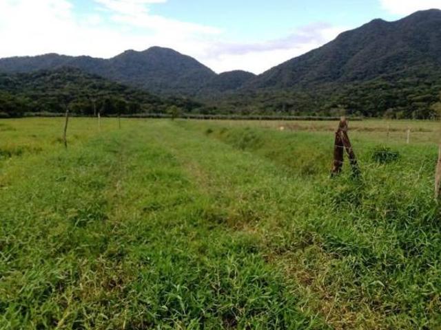 Sítio e chácara venda em rocio, Cananéia