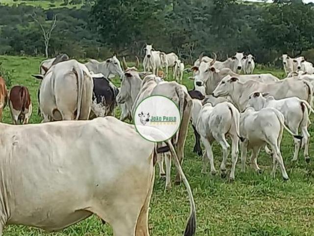 Sítio e chácara venda em Região Geográfica Imediata de Catalão, Catalão