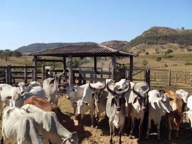 Sítio e chácara venda em Região Imediata de Ribeirão Preto, Região Metropolitana de Ribeirão Preto
