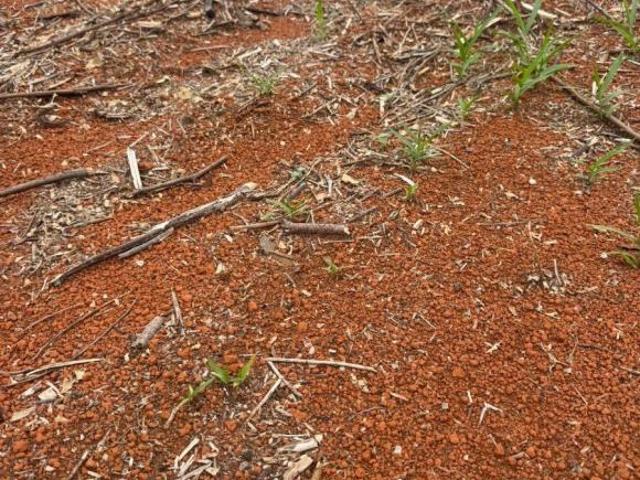 Sítio e chácara venda em Região Geográfica Imediata de Diamantina, Couto de Magalhães de Minas