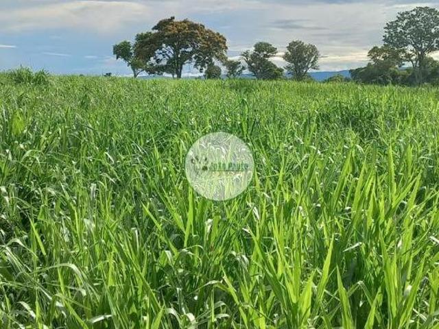 Sítio e chácara venda em Região Geográfica Imediata de Flores de Goiás, Flores de Goiás