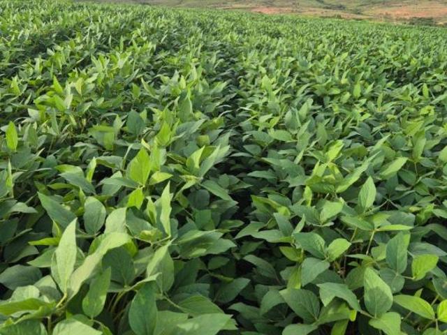 Sítio e chácara venda em Região Geográfica Imediata de Posse-Campos Belos, Sítio d'Abadia