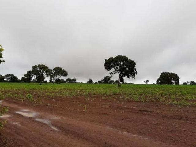 Sítio e chácara venda em Região Geográfica Imediata de Cuiabá, Jangada