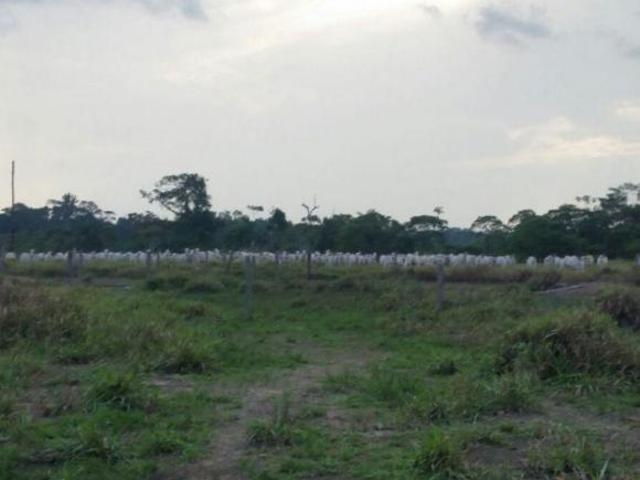 Sítio e chácara venda em Região Geográfica Imediata de Juara, Juara