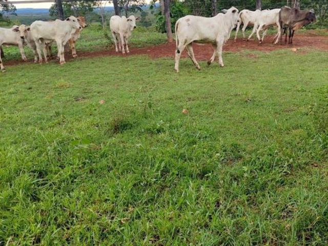 Sítio e chácara venda em Região Geográfica Imediata de Barra do Garças, General Carneiro