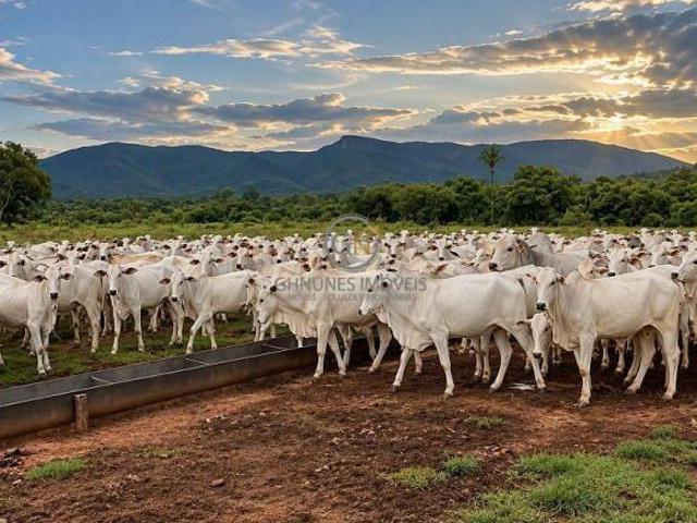Sítio e chácara venda em Monte Alegre de Goiás, Região Geográfica Intermediária de Luziânia-Águas Lindas de Goiás