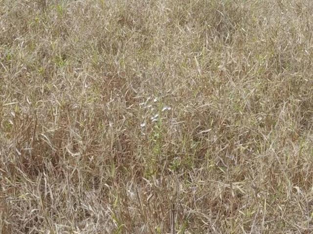 Sítio e chácara venda em Região Geográfica Imediata de Montes Claros, Montes Claros