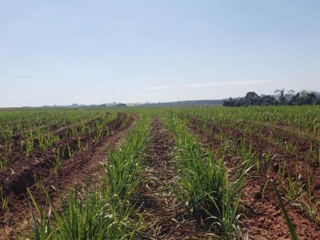 Sítio e chácara venda em Região Imediata de São José do Rio Preto, Região Metropolitana de São José do Rio Preto