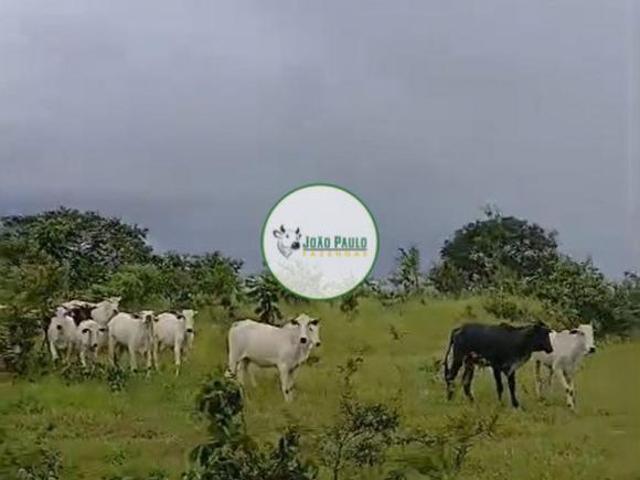 Sítio e chácara venda em Região Geográfica Imediata de Águas Lindas de Goiás, Região Integrada de Desenvolvimento do Distrito Federal e Entorno