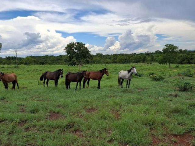 Sítio e chácara venda em Região Geográfica Imediata de Flores de Goiás, São João d'Aliança