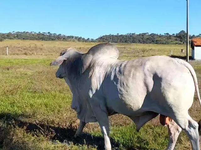 Fazenda venda em Região Geográfica Imediata de Flores de Goiás, São João d'Aliança