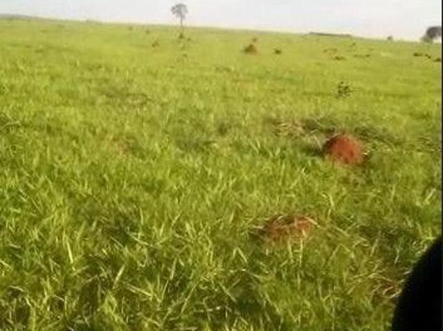 Sítio e chácara venda em Região Geográfica Imediata de Campo Grande, São Gabriel do Oeste