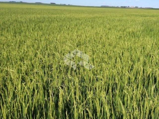 Sítio e chácara venda em Região Geográfica Imediata de Uruguaiana, Uruguaiana