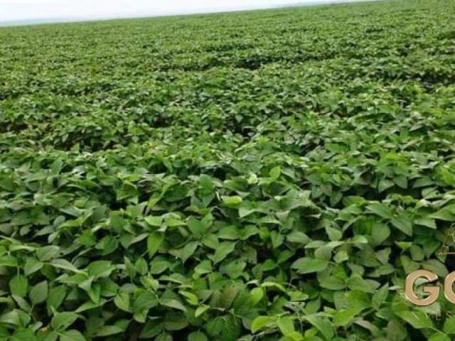 Sítio e chácara venda em Região Geográfica Imediata de Sinop, Feliz Natal
