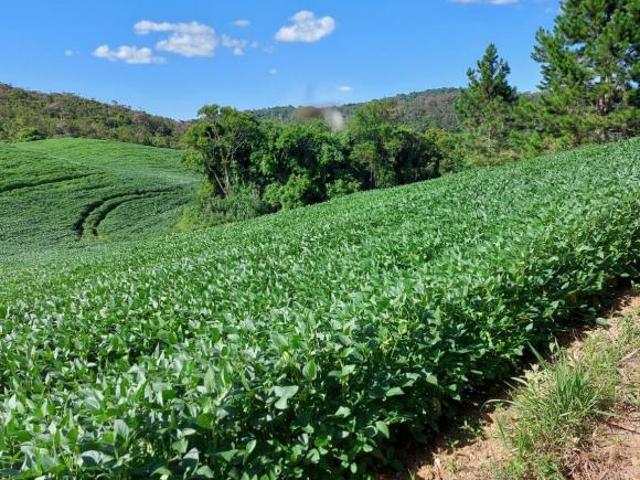 Sítio e chácara venda em Região Imediata de Itapeva, Ribeirão Branco