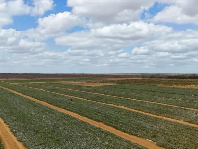 Fazenda venda em Jandaíra