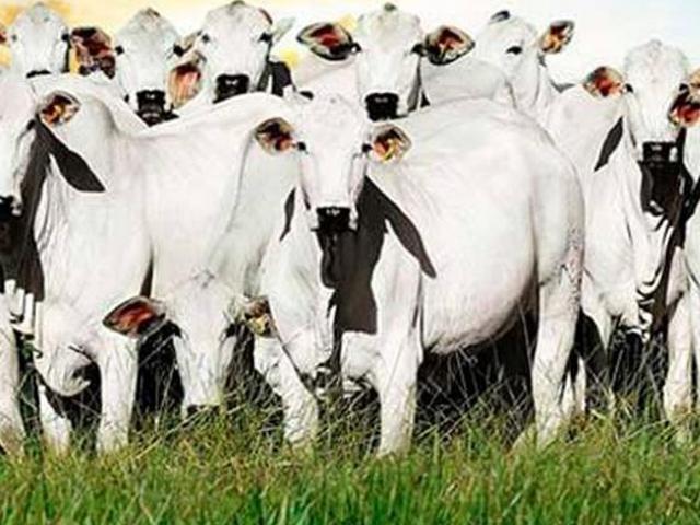 Sítio e chácara venda em Região Geográfica Imediata de Barra do Garças, General Carneiro