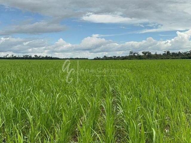Sítio e chácara venda em Região Geográfica Imediata de Peixoto de Azevedo - Guarantã do Norte, Peixoto de Azevedo