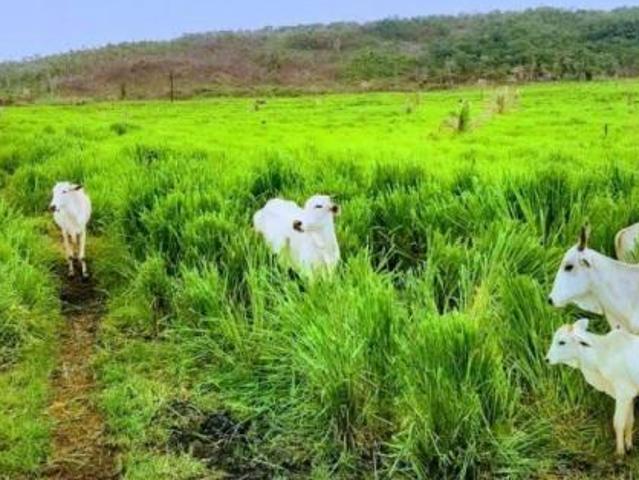 Sítio e chácara venda em Região Geográfica Imediata de Peixoto de Azevedo - Guarantã do Norte, Guarantã do Norte