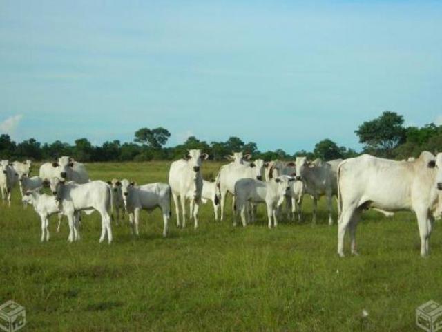 Sítio e chácara venda em Região Geográfica Imediata de Cáceres, Antônio João